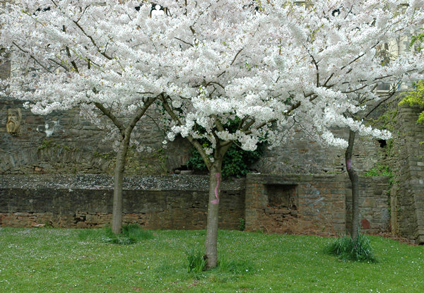 White blossom, Bristol