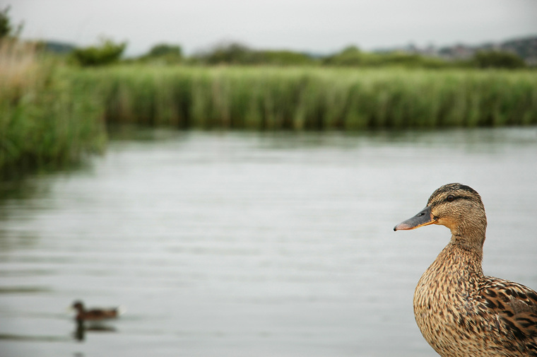 Duck, Weymouth