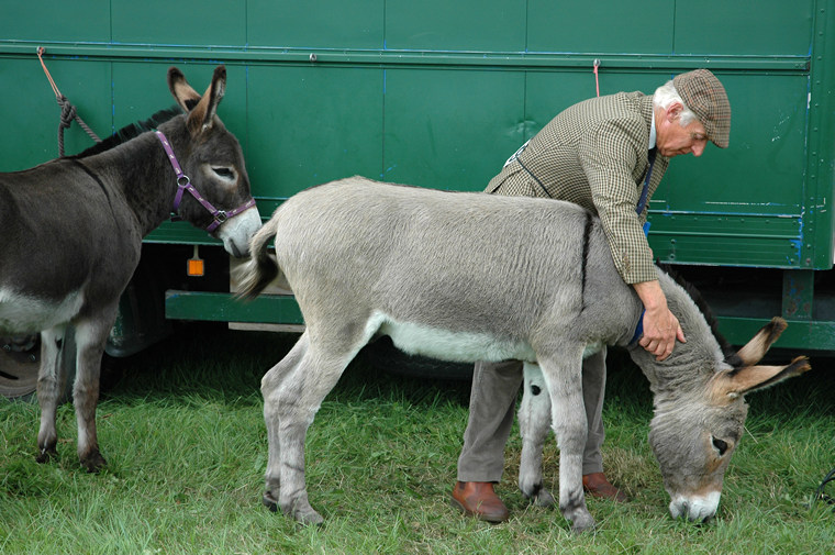 Donkeys, The Melplash Show