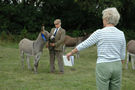 Judging donkeys, Melplash Show