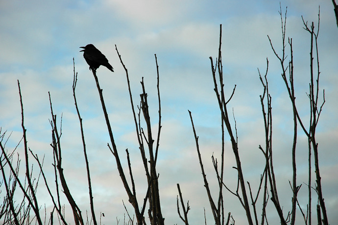 Black bird singing, Weymouth