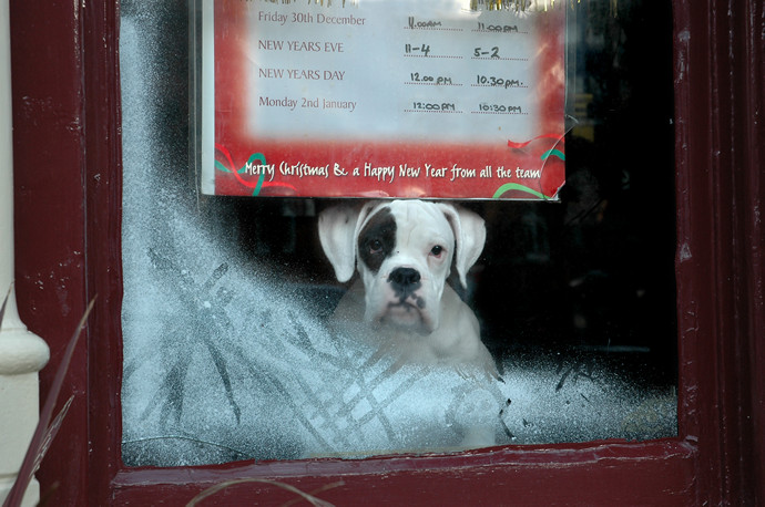 Dog in the window, Weymouth
