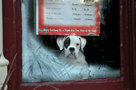 Dog in the window, Weymouth