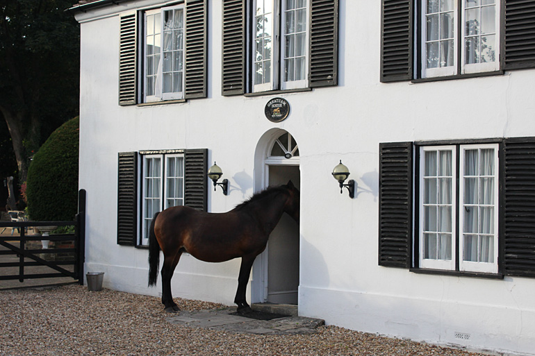 Horse, 2016