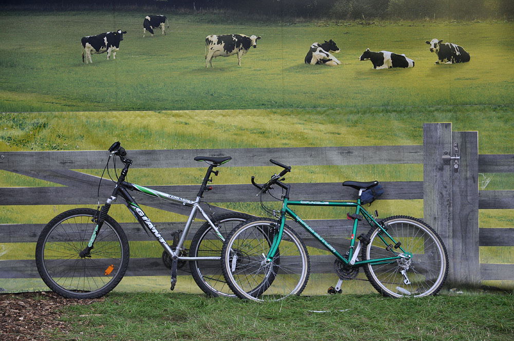 Country Show. Photo 9. Cattle and bicycles at the Dorset County Show, 2009