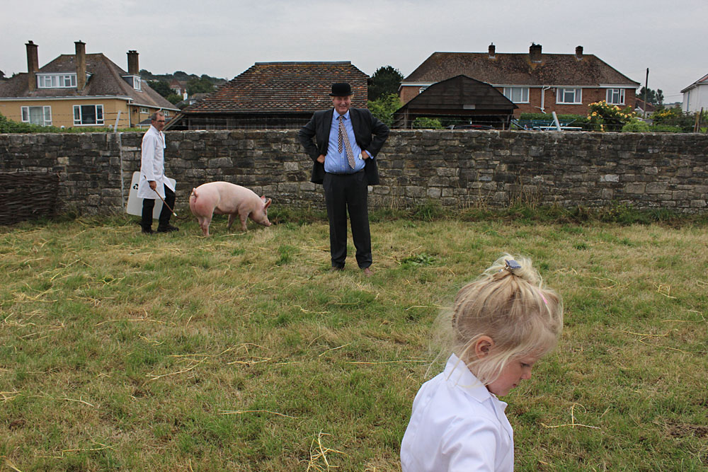 Country Show. Photo 12. Judging pigs at the Melplash Show, 2016