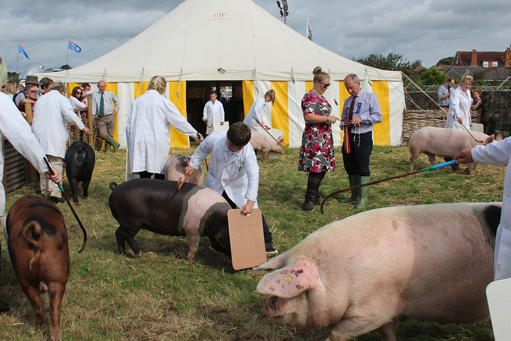Country Show. Photo 13. Judging many pigs - controlled chaos at the Melplash Show, 2017
