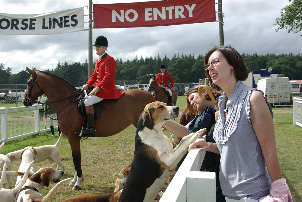 Country Show. Photo 26. Hunting with hounds at the New Forest Show, 2008. Beagles.