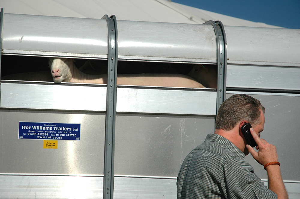 Country Show. Photo 27. Sheep and phone at the Dorset County Show, 2006