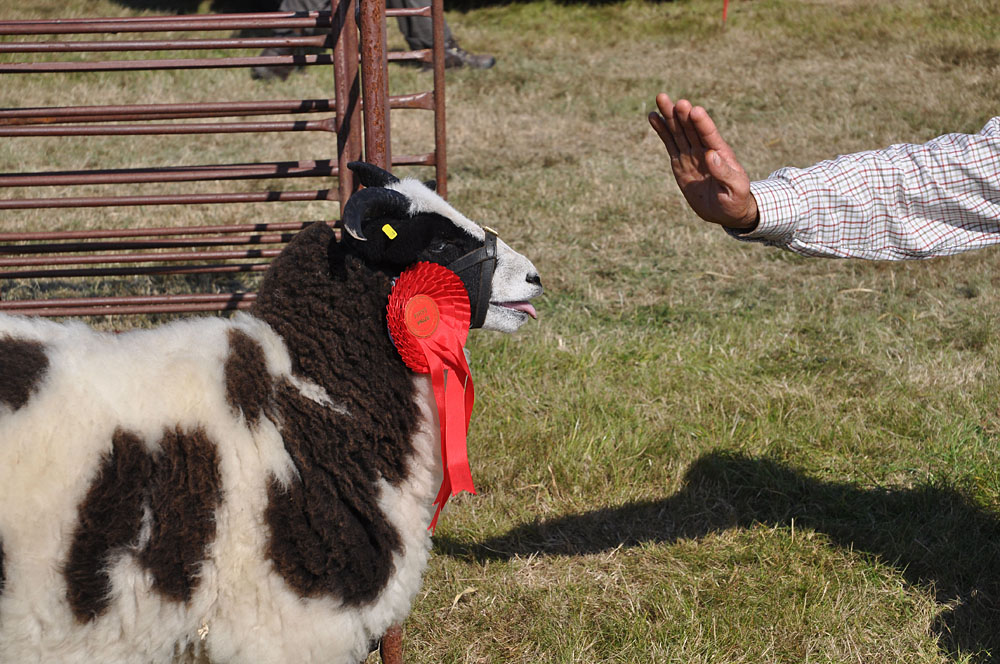Country Show. Photo 29. Stopping sheep at the Romsey Show, 2009.