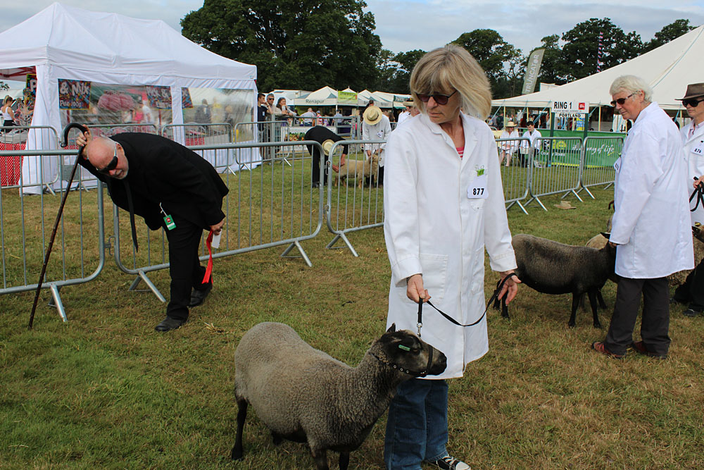 Country Show. Photo 33. Judging sheep at the New Forest Show, 2016