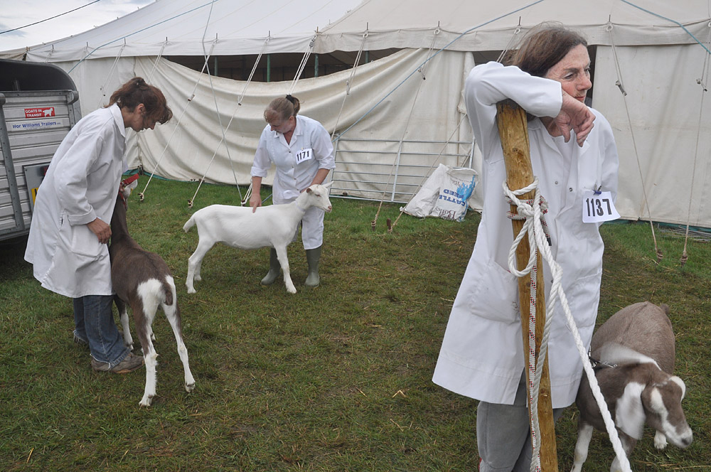 Country Show. Photo 34. Three goats with handlers at the Melplash Show, 2010