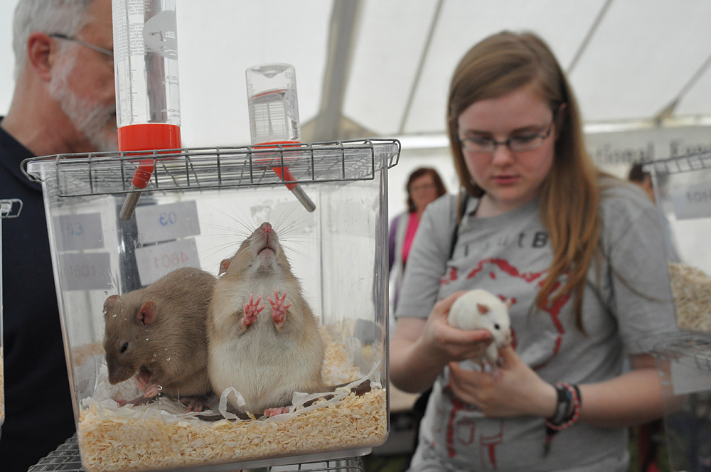Country Show. Photo 37. Rats at the Romsey Show, 2011