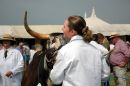 Cattle at country shows. Longhorn