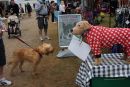 Dogs at country shows. Does your dog pull?