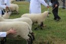 All hands on sheep