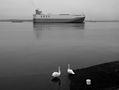 Swans, Southampton