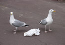 Two seagulls, Weymouth