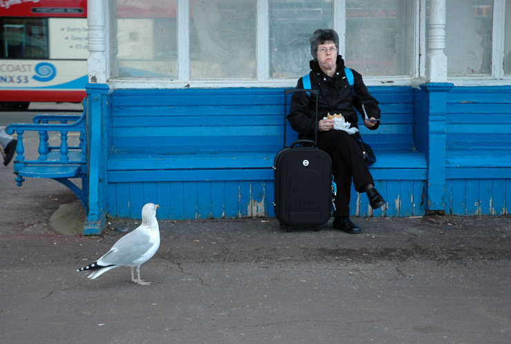 Seagull, Weymouth