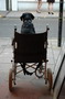 Dog in wheelchair watching legs, Dorchester