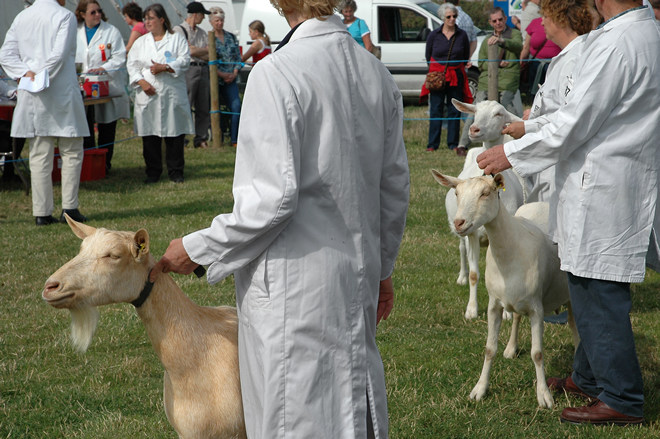 Goats: the Dorchester Show