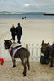 Donkeys, Weymouth
