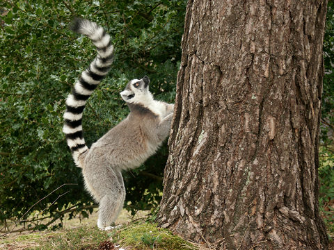 Ring-tailed lemur, Monkeyworld