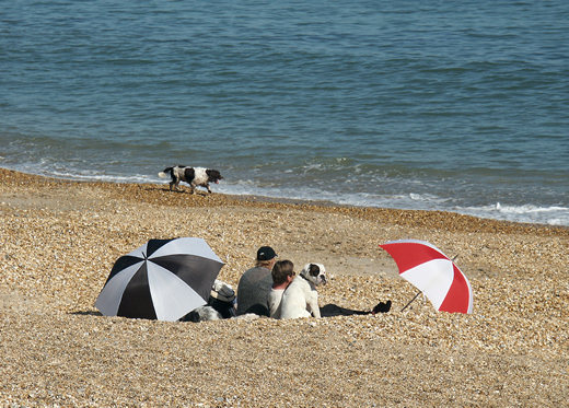 Two dogs, Weymouth