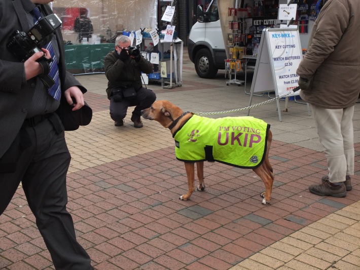 UKIP dog