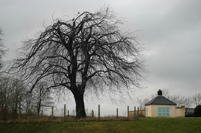 Ex-tree, Poundbury