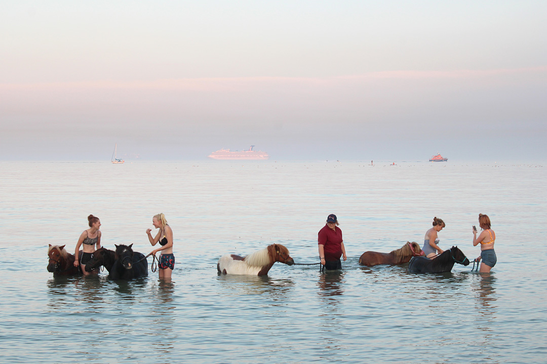 Small ponies in the sea at Weymouth