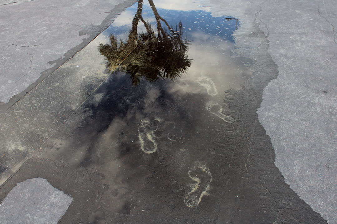 Photo 8, palm tree and sandy footprints on Weymouth esplanade/prom