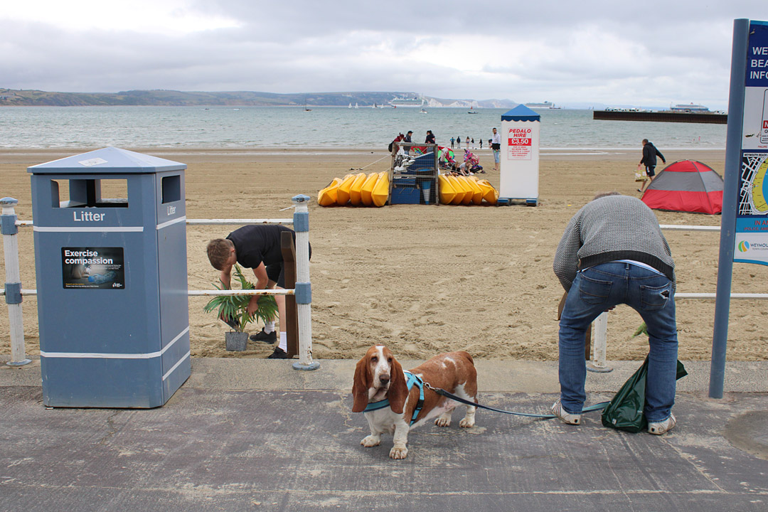 Photo 10, basset hound and potting a plant on Weymouth beach