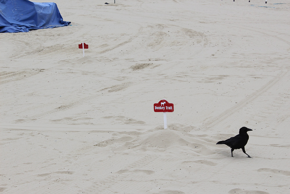 On Weymouth Beach, 2014-2018. Photo 11