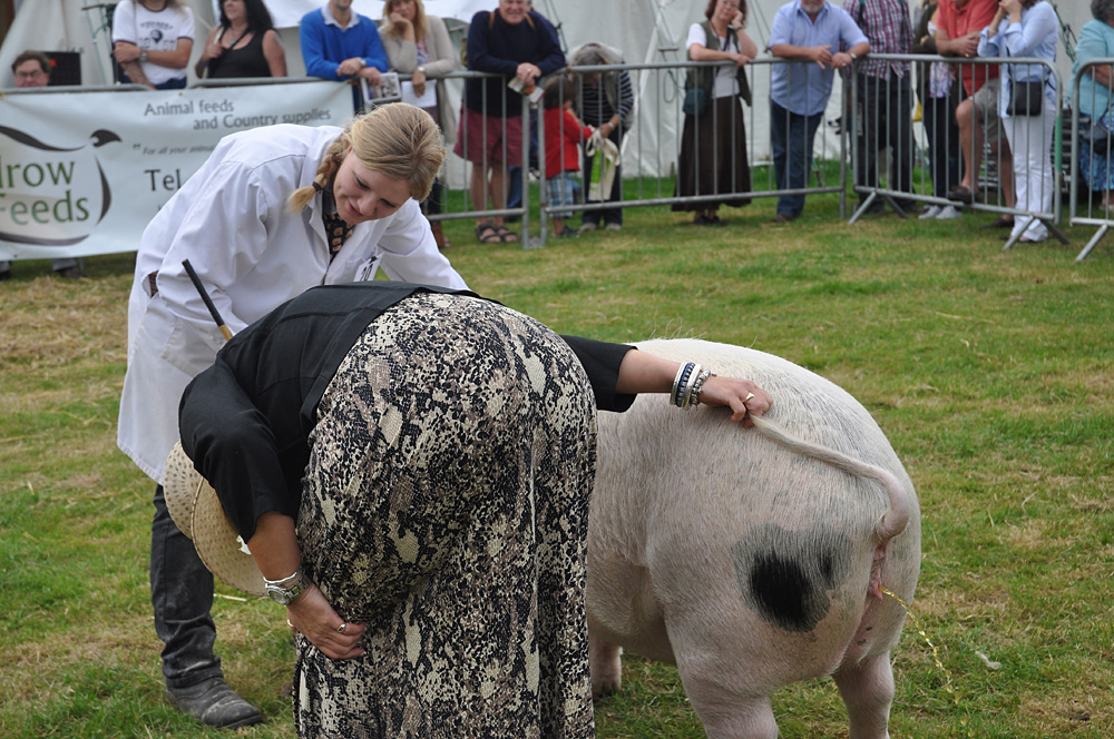Country Show. Photo 11. Judging pigs with some urination featured, Dorset County Show, 2011