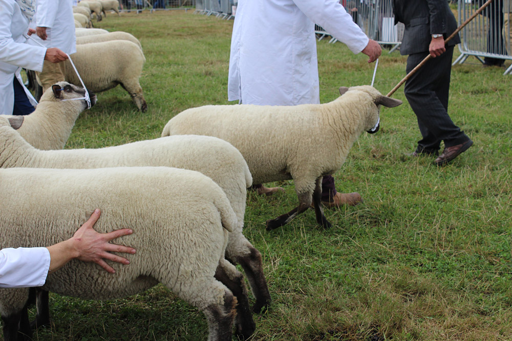 Country Show. Photo 31. Displaying and judging sheep at Dorset County Show, 2016