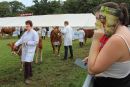 Programme and cattle at the New Forest Show