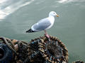 Gull, Weymouth