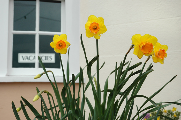 Hotel daffodils, Weymouth