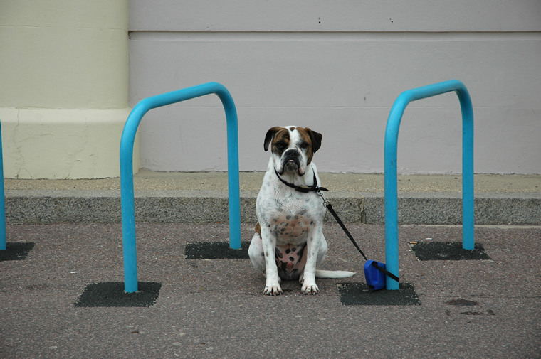 Dog, Bournemouth