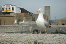 Seagull, Lyme Regis
