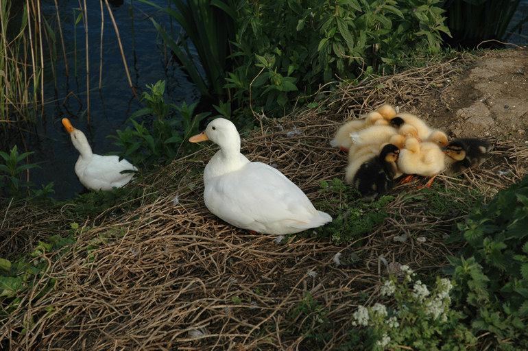 Ducks, Weymouth