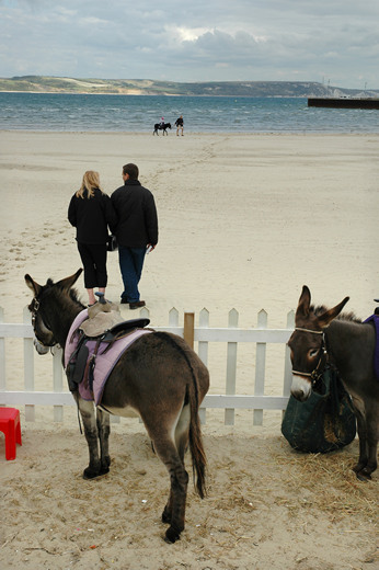Donkeys, Weymouth